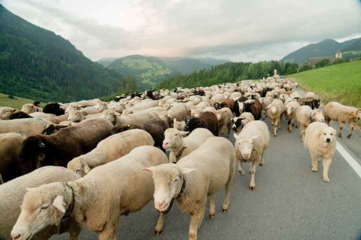 Alpaufzug mit den Schafen von Marcus Berther - Vorteile für Tier & Natur